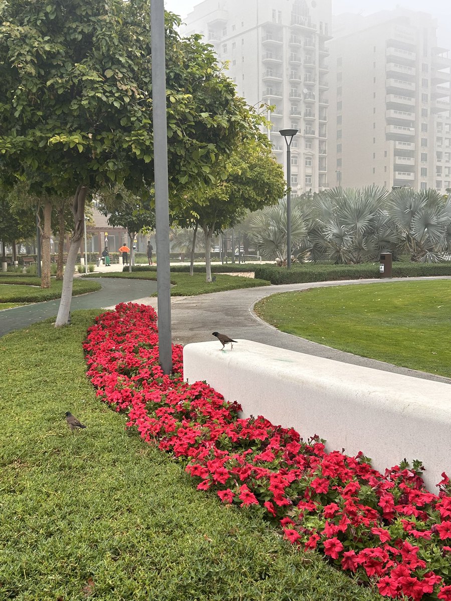 TheCurledLife's tweet image. #Day19 of #WalkEveryday 2026 🌸

Woke up to a beautiful foggy morning 🫶🏽
The best weather to just tuck in to my blanket and go back to sleep but then my dreams are way too big to get back into that comfort. 

58min of pure me time. Only mine. Loved the chilly weather and it was