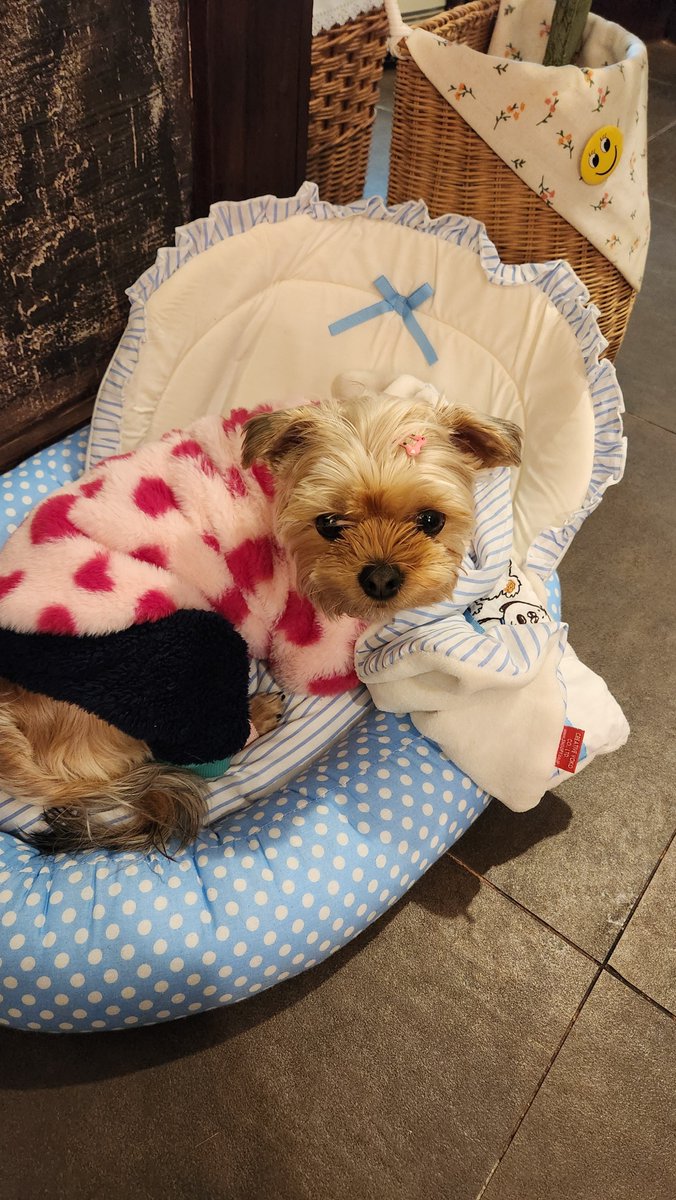 ୧⁎ᵕᴗᵕ⁎୨ tweet media