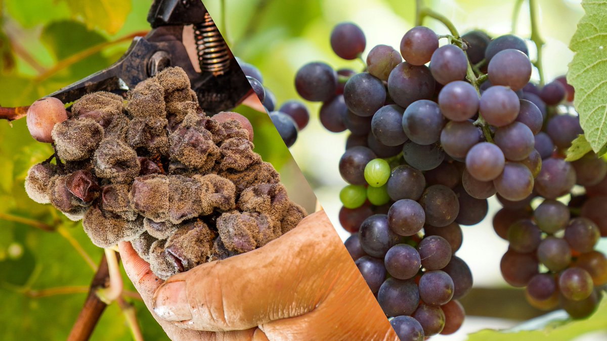 #Botrytis is present across agricultural regions worldwide, especially where cool and humid conditions prevail. Its ability to infect grapes, berries, vegetables, and ornamentals creates a broad host range and ongoing field and post-harvest losses within agriculture. #AgScience