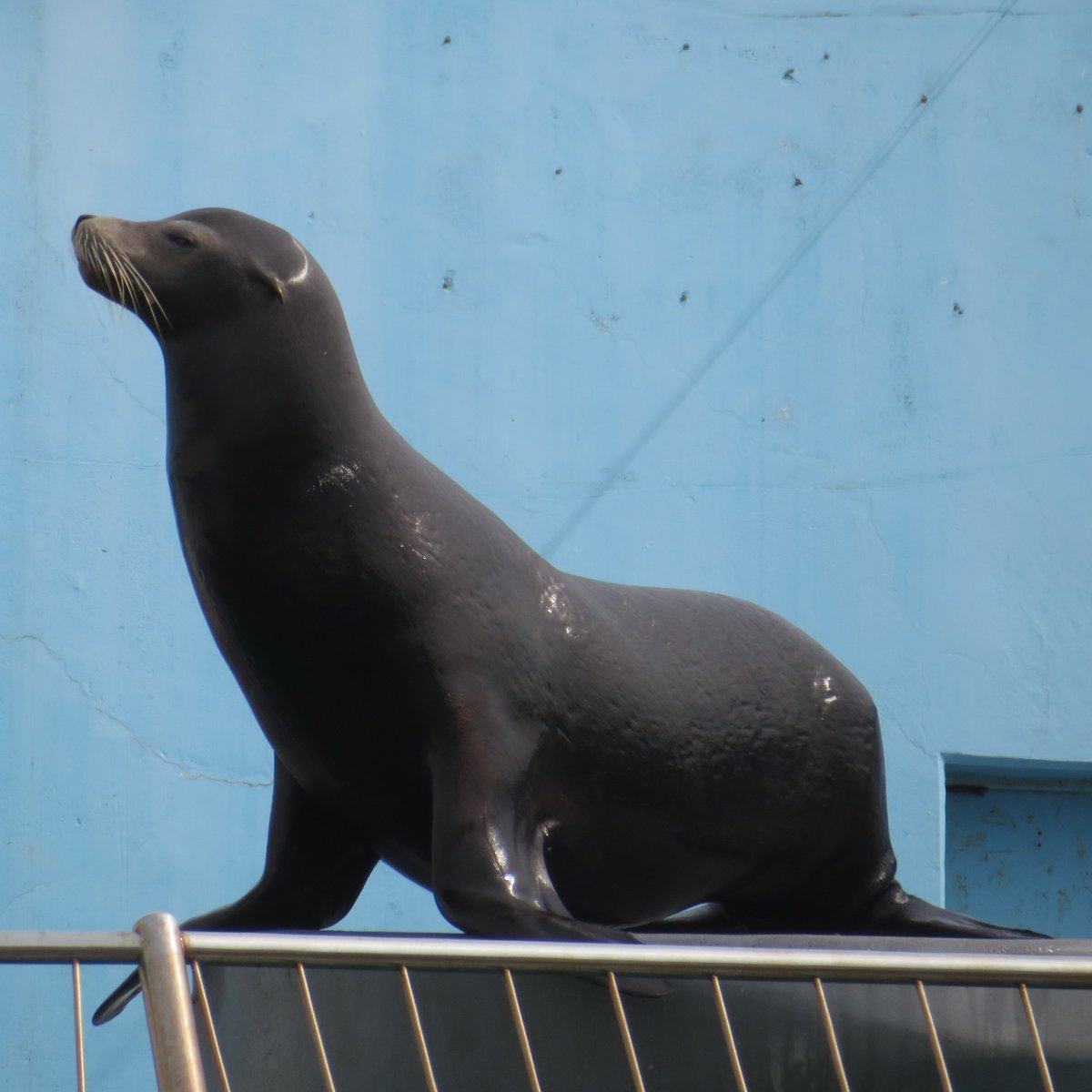 カリフォルニアアシカ 2026.2 南知多ビーチランド