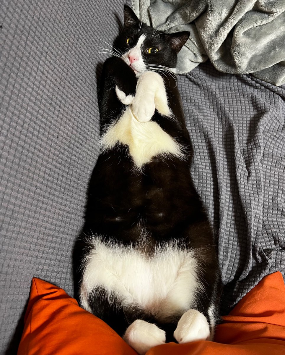 Post by たにやま on X: ねこ見せてあげる