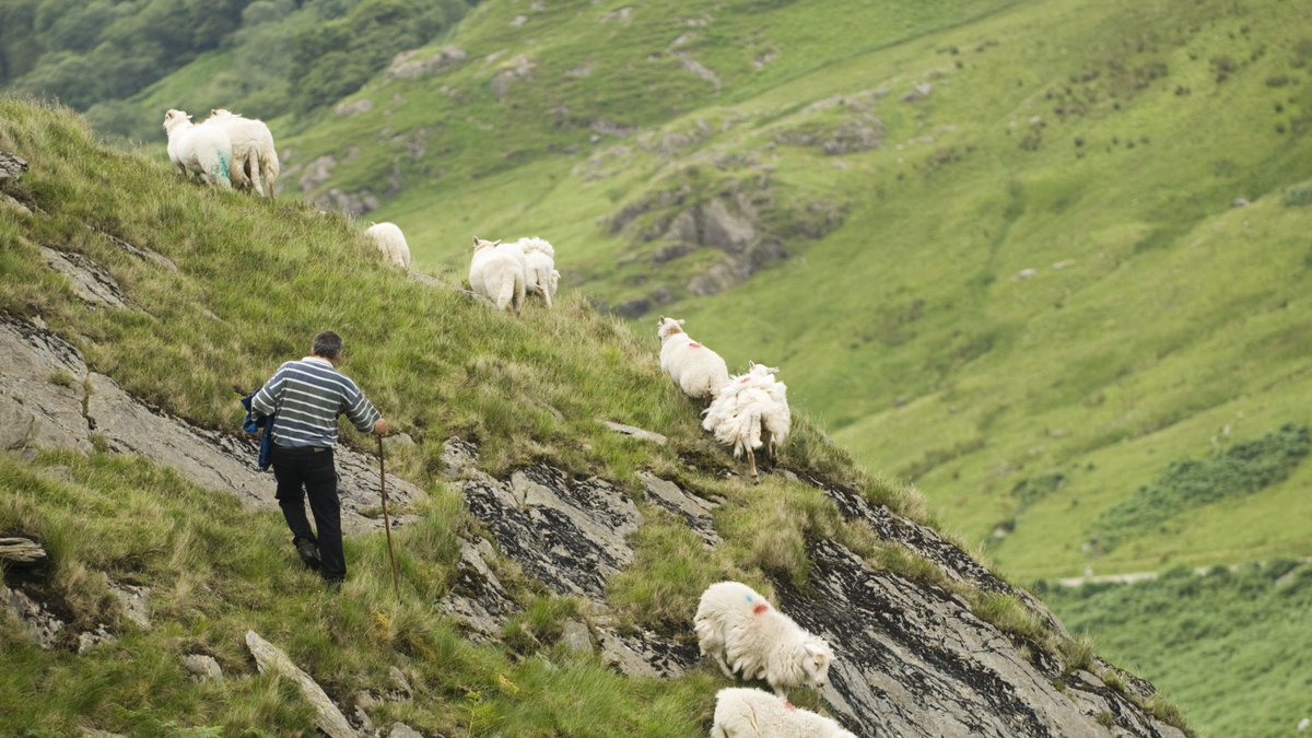A sheep farmer in Wales maintains hillsides that would otherwise be unused. The sheep produce: lamb for meat, wool for clothing, milk for cheese, grazing services keeping vegetation managed, rural employment in areas with few alternatives, and maintained countryside for tourism.