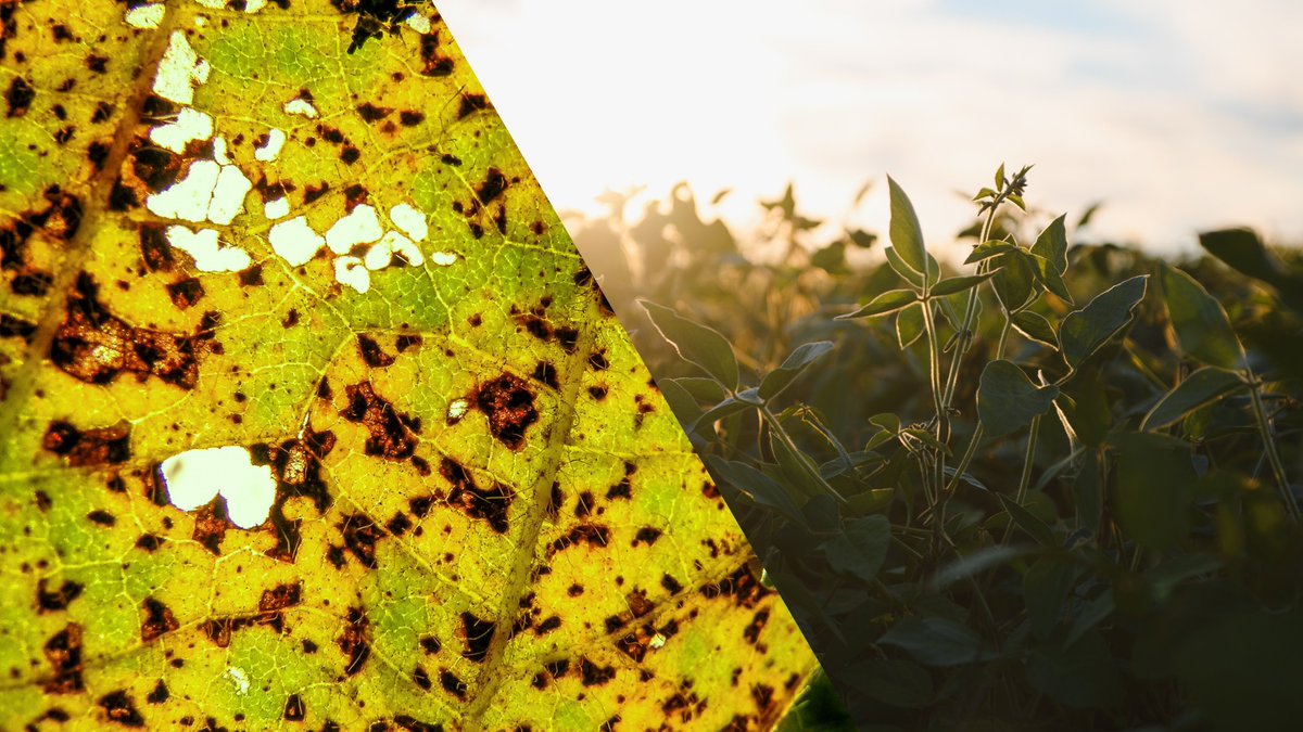 #AsianSoybeanRust has expanded far beyond its Asian origins, with presence across the Americas and Africa. Affecting soybeans and other legumes, it spreads rapidly in warm, humid conditions, creating ongoing challenges for agriculture and yield stability. #PlantDisease