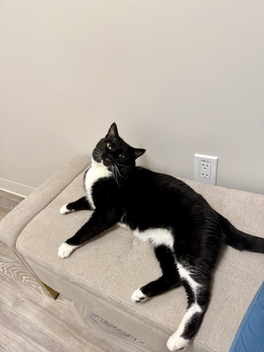 Our favorite wonky street himbo Tuna Melt still has a head tilt, so he had his neurology consult today and then stayed all day for an MRI (and to make friends). Good thing we did it because it showed a severe middle ear infection that was not detectable otherwise 😞