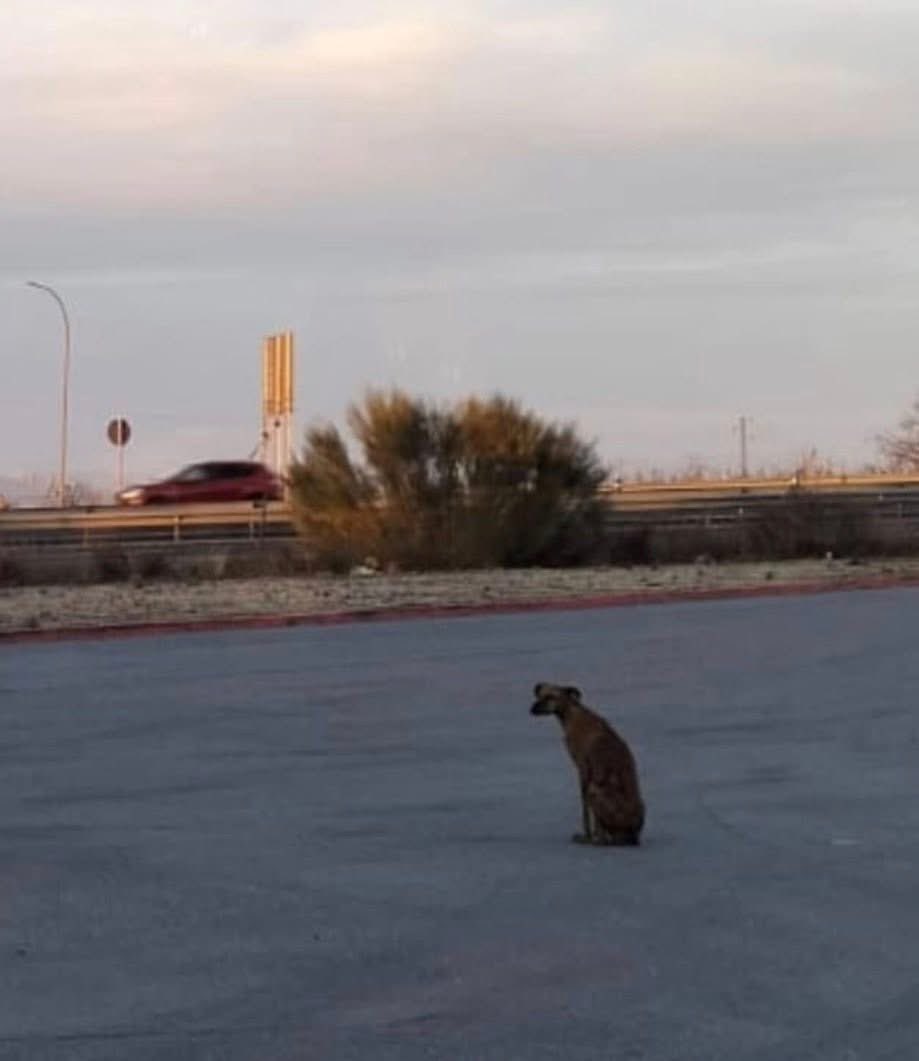 GalgosdelSol's tweet image. Another sad sight, it never ends … more info soon 😔