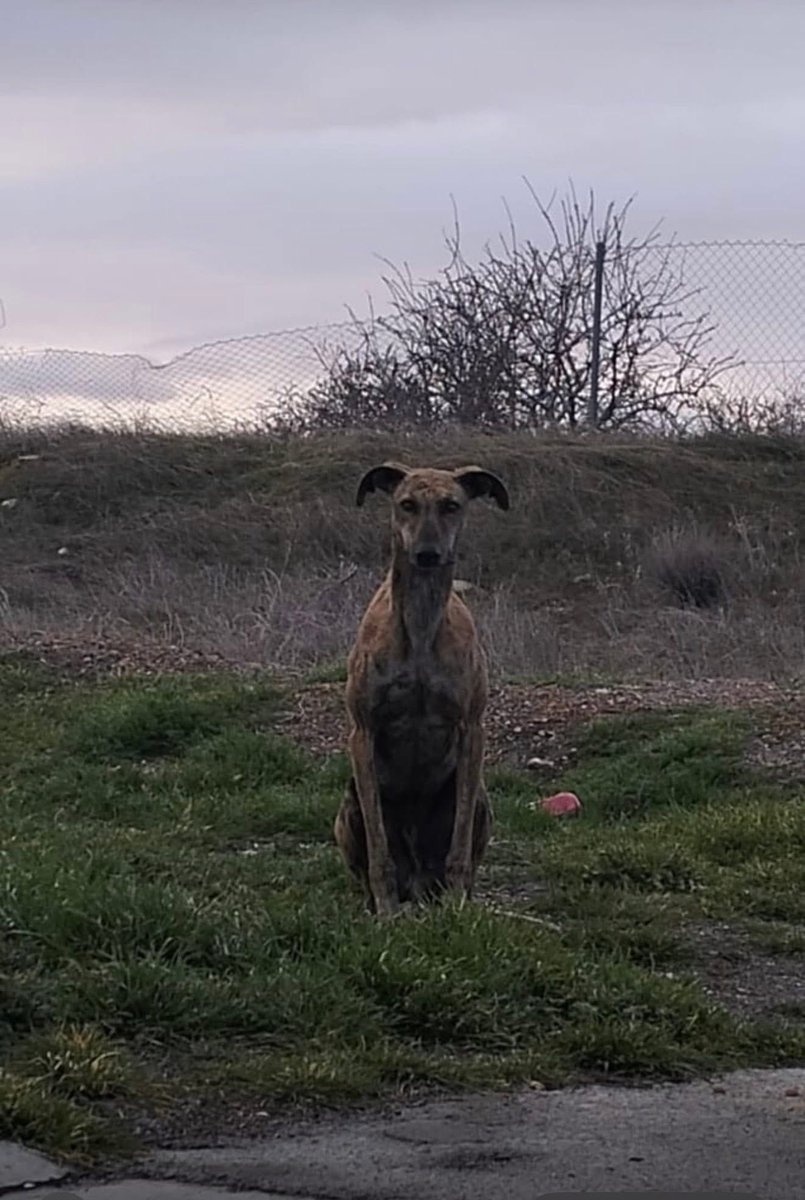 GalgosdelSol's tweet image. Another sad sight, it never ends … more info soon 😔