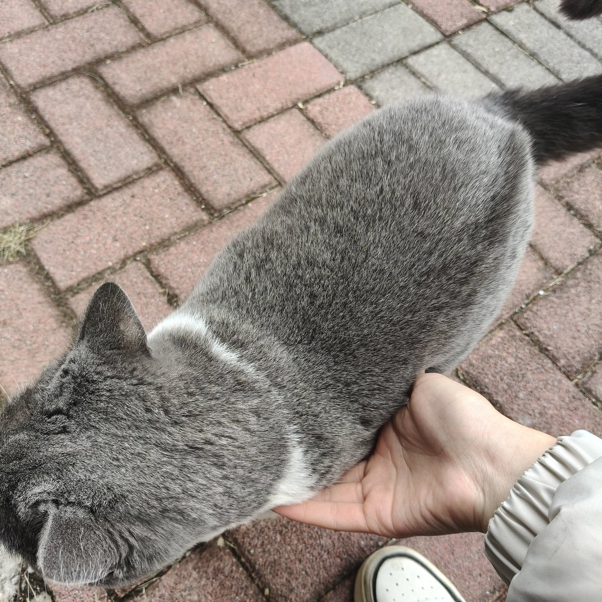 感觉最近有点吸猫？