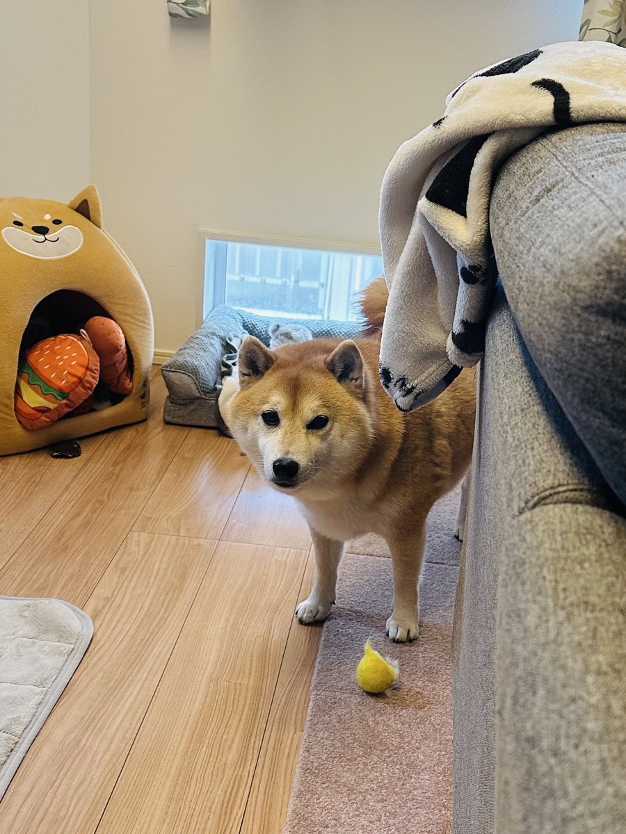 何か言いたげな子。

 #柴犬