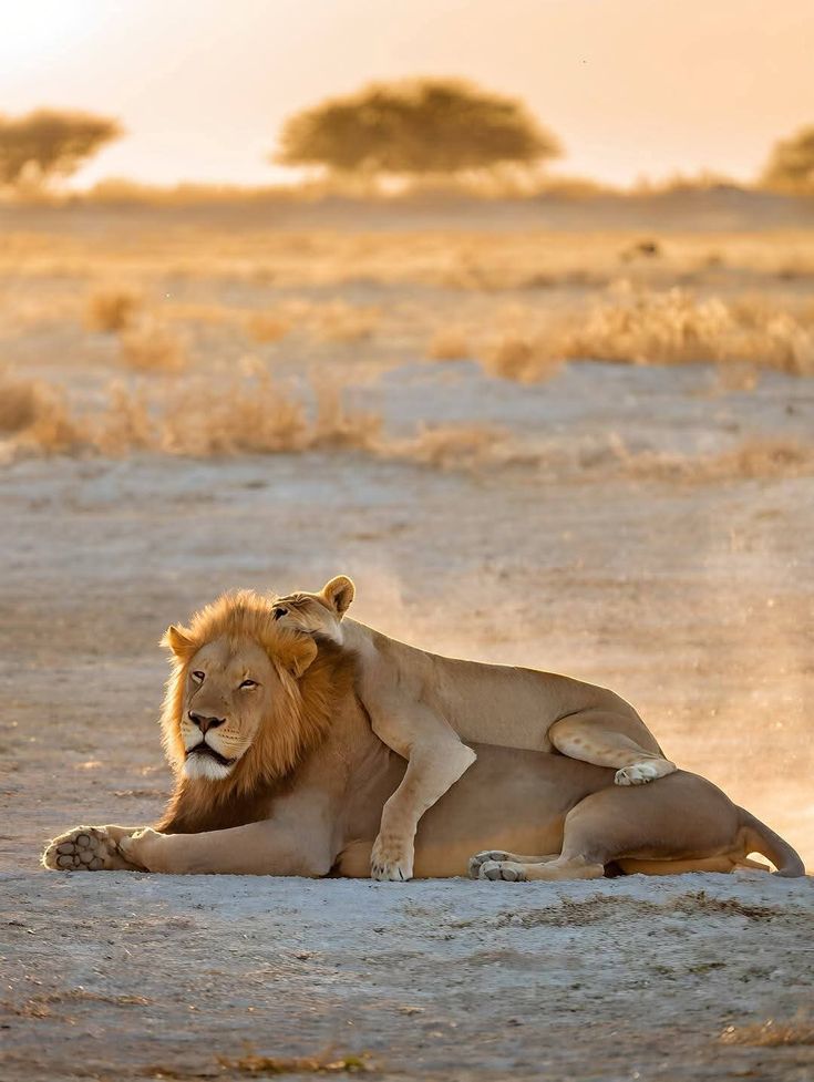 vivaneil (@vivaneil1234) on Twitter photo 