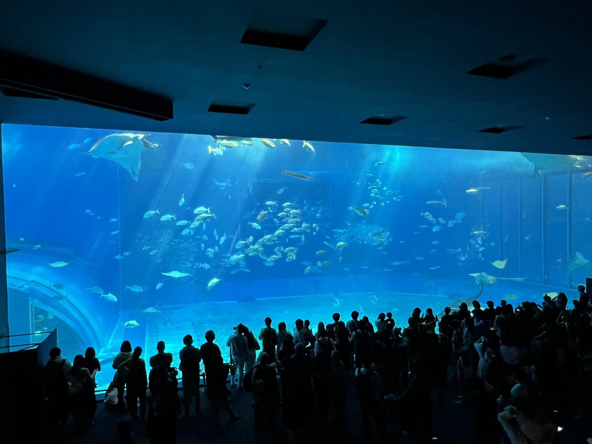 美ら海水族館の大水槽デカすぎぃ！！
ジンタ君も優雅に泳いでた