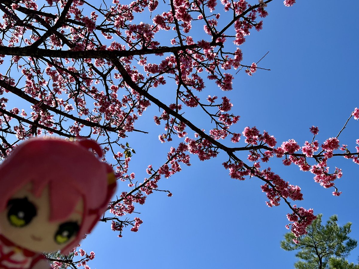 沖縄は桜が咲いてるよみこち
なんなら今日は暑いよ