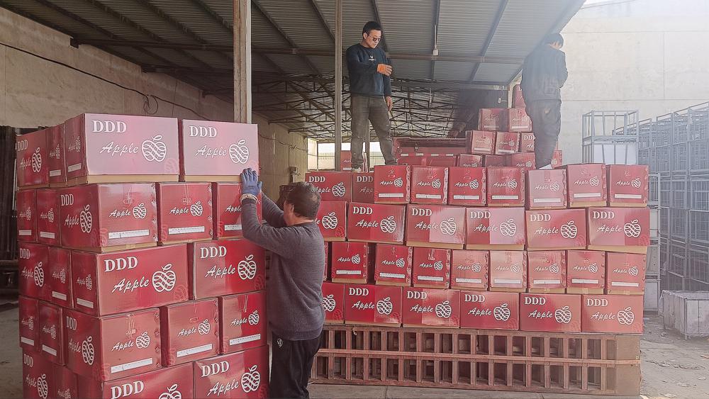 This_is_Gansu's tweet photo. 🍎Two trucks carrying 63 metric tons of apples left #Pingliang's Jingning county in #Gansu province for #Kathmandu, #Nepal, and are expected to arrive on Feb 10. The shipment underscores continued demand in Nepal, a longstanding foreign market for the county's fruit. Read more: https://t.co/ONEOr4Ia82 #InternationalGansu