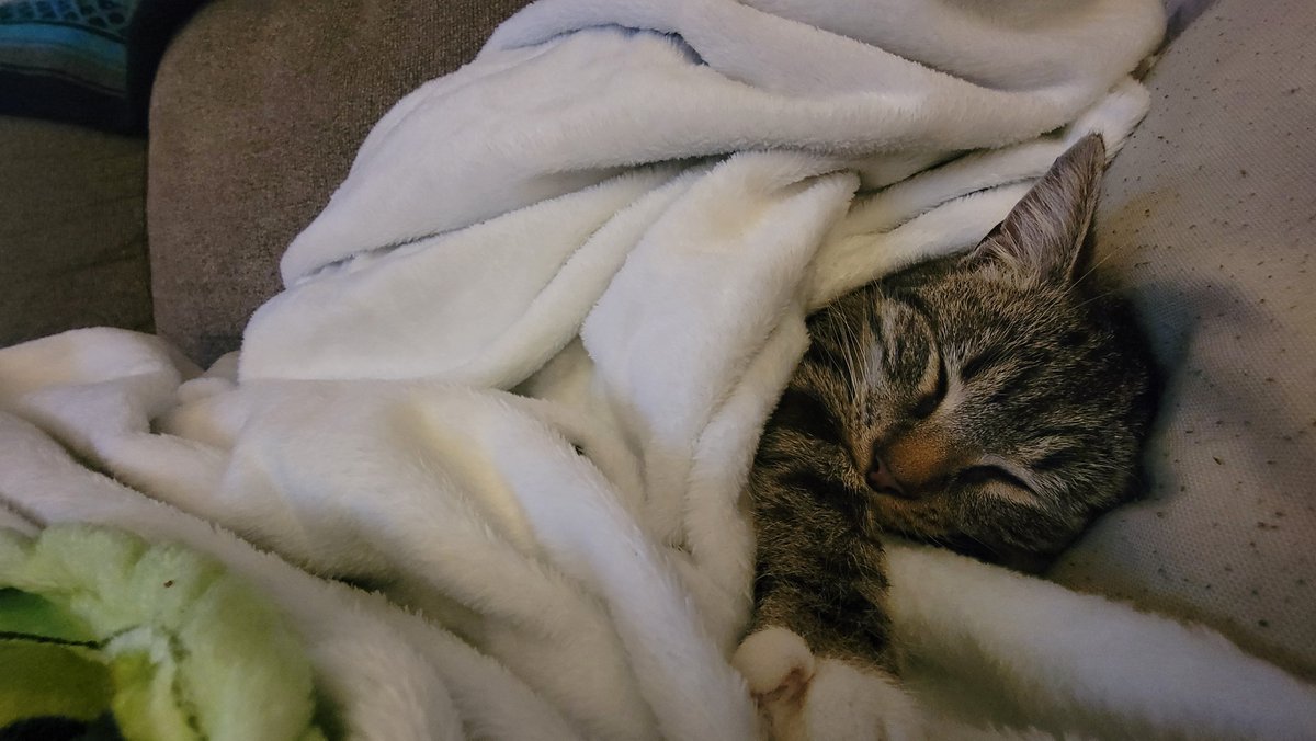 Just an image of Crock-Pot sleeping.