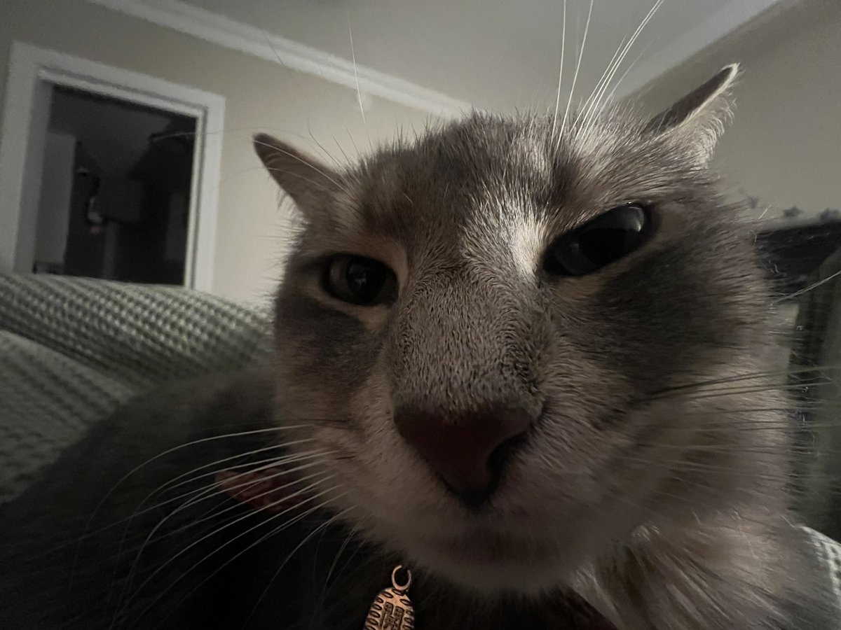 fuzzie ꩜ .ᐟ tweet media