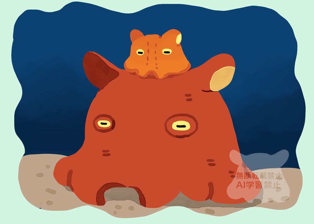 メンダコとオオメンダコ(Flapjack octopus and California flapjack