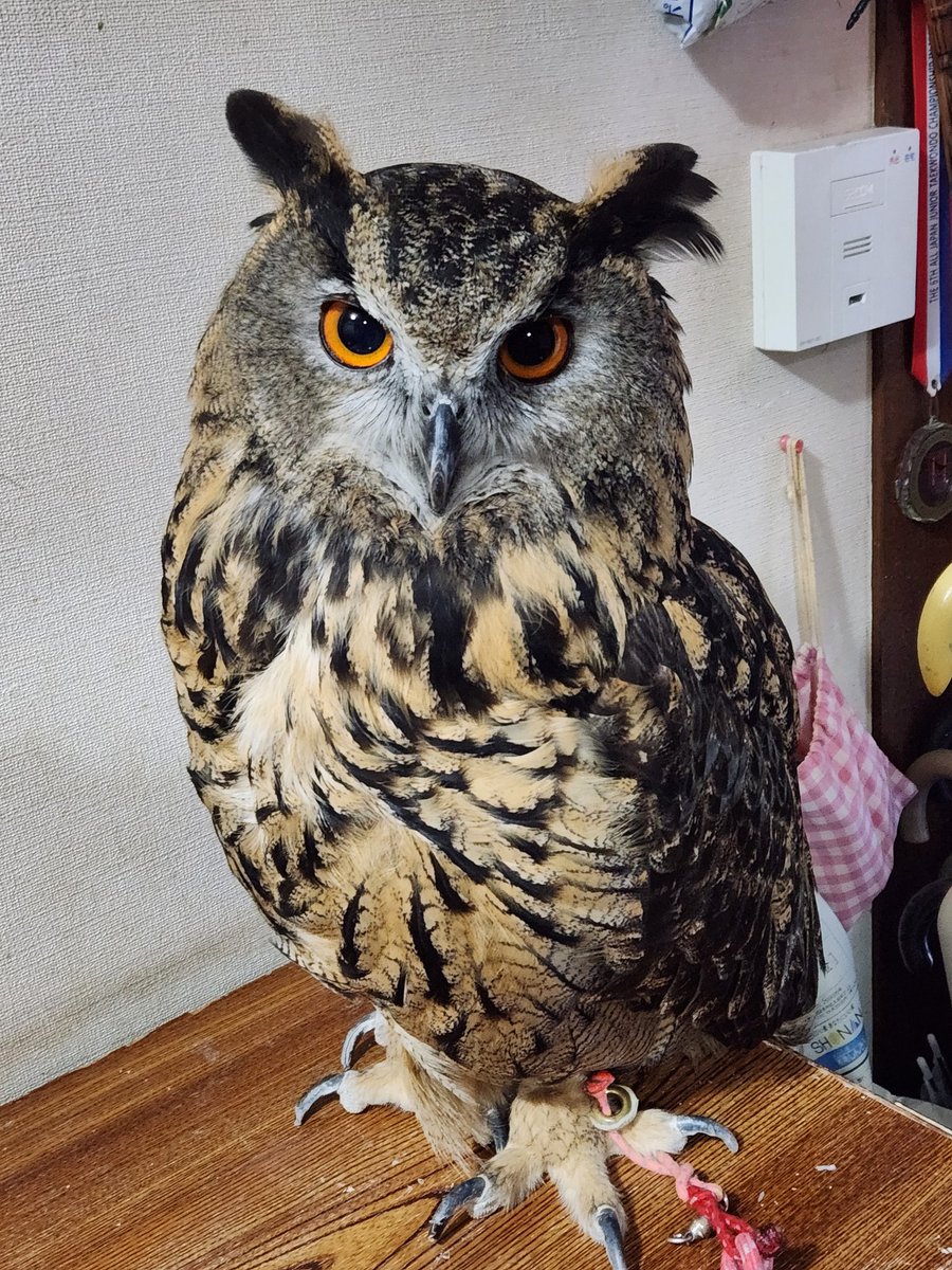 ミミズク【Mimizuku】