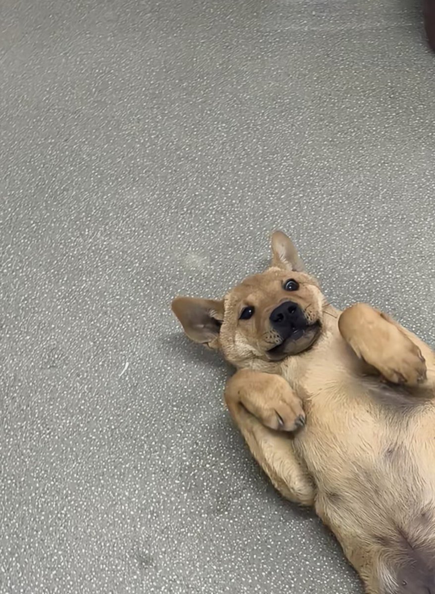 twaniimals's tweet image. 