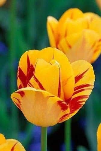 OneYFilms's tweet photo. 💕🌼🌞Just 38 days to go until the official start of #SpringCountdown2026 🌞🌼💕✨ https://t.co/yEnM9mCRAI