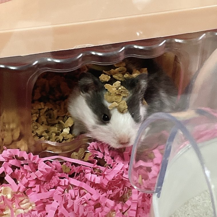 우리집 바뵤 데덴네를 보여드립니다