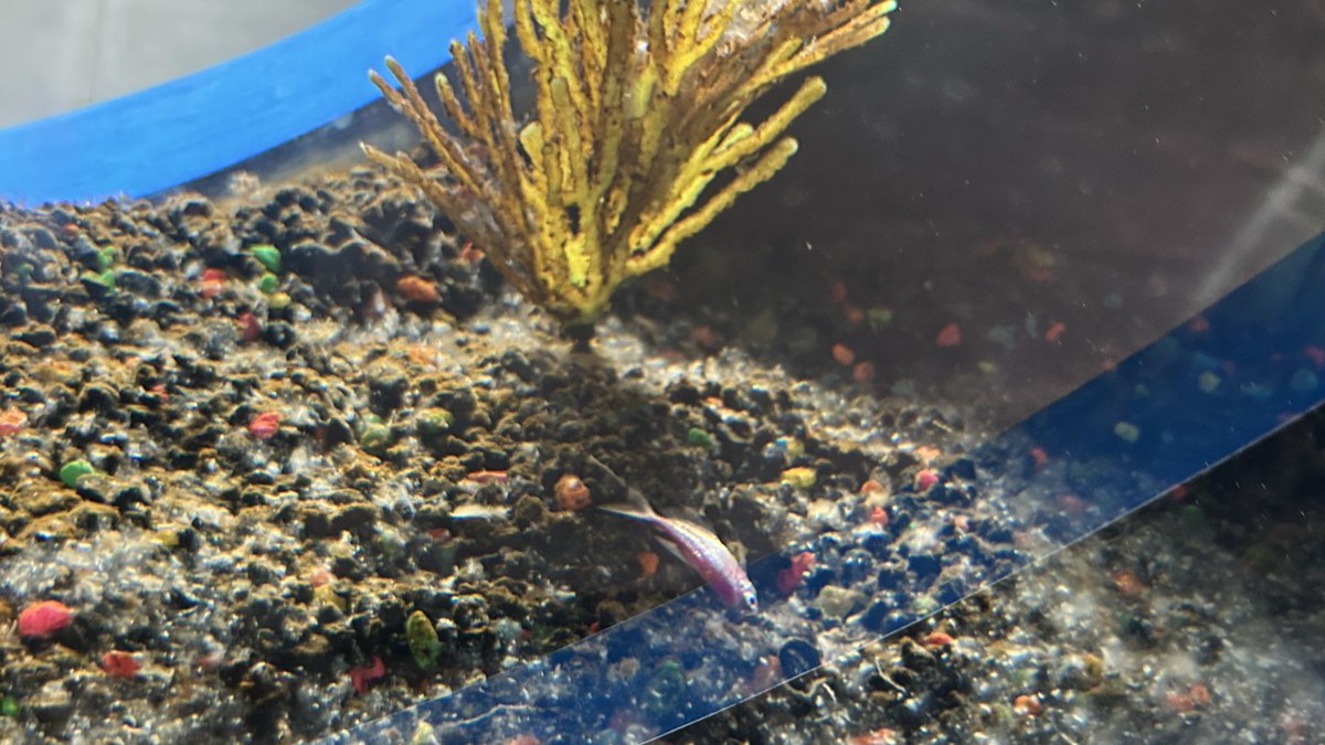Maltrato animal como publicidad del Acuario Michin

En Acuario Michin de Guadalajara se está utilizando peces vivos como parte de un anuncio publicitario en una plaza comercial.

Se trata de peces monja que han sido inyectados con colorantes neón para que su apariencia sea más