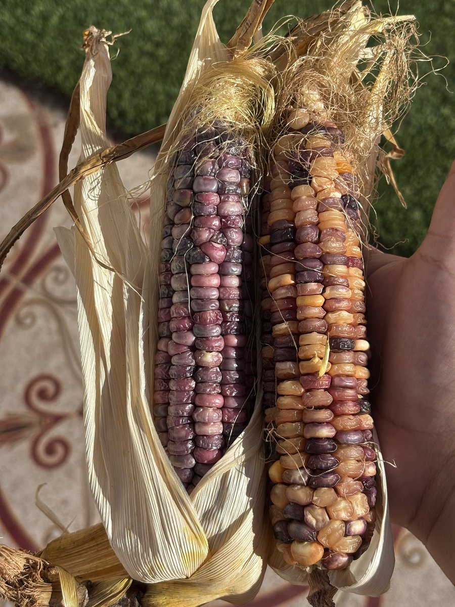 اخيراً حصدت الذره الملونه✨🌽