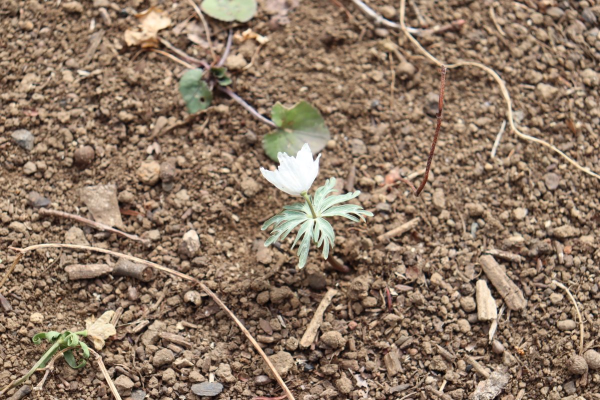 ParksAkirudai's tweet photo. 野草園にセツブンソウが咲きました。白くてかわいい花です。準絶滅危惧種の１つであるそうです。 https://t.co/PwSZa7AbfU