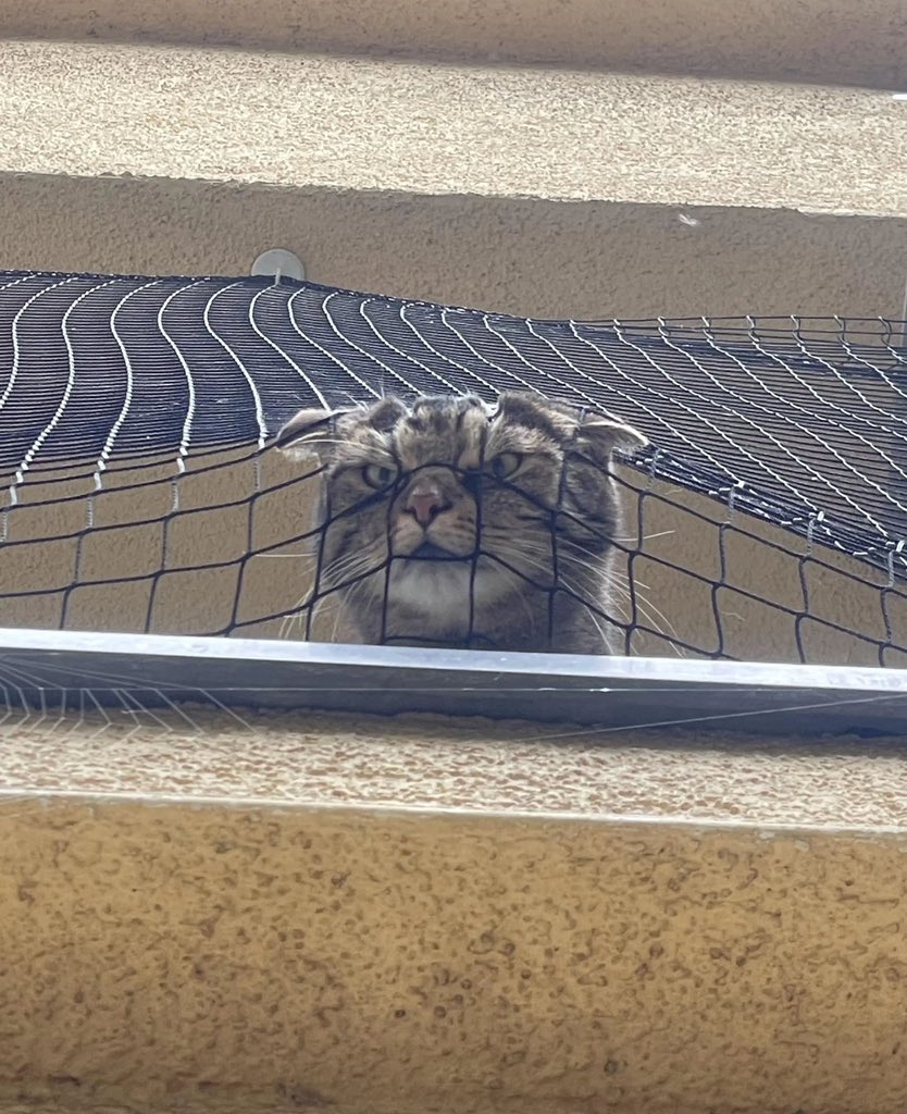 "I don‘t think my neighbour’s cat is a huge fan of me.."