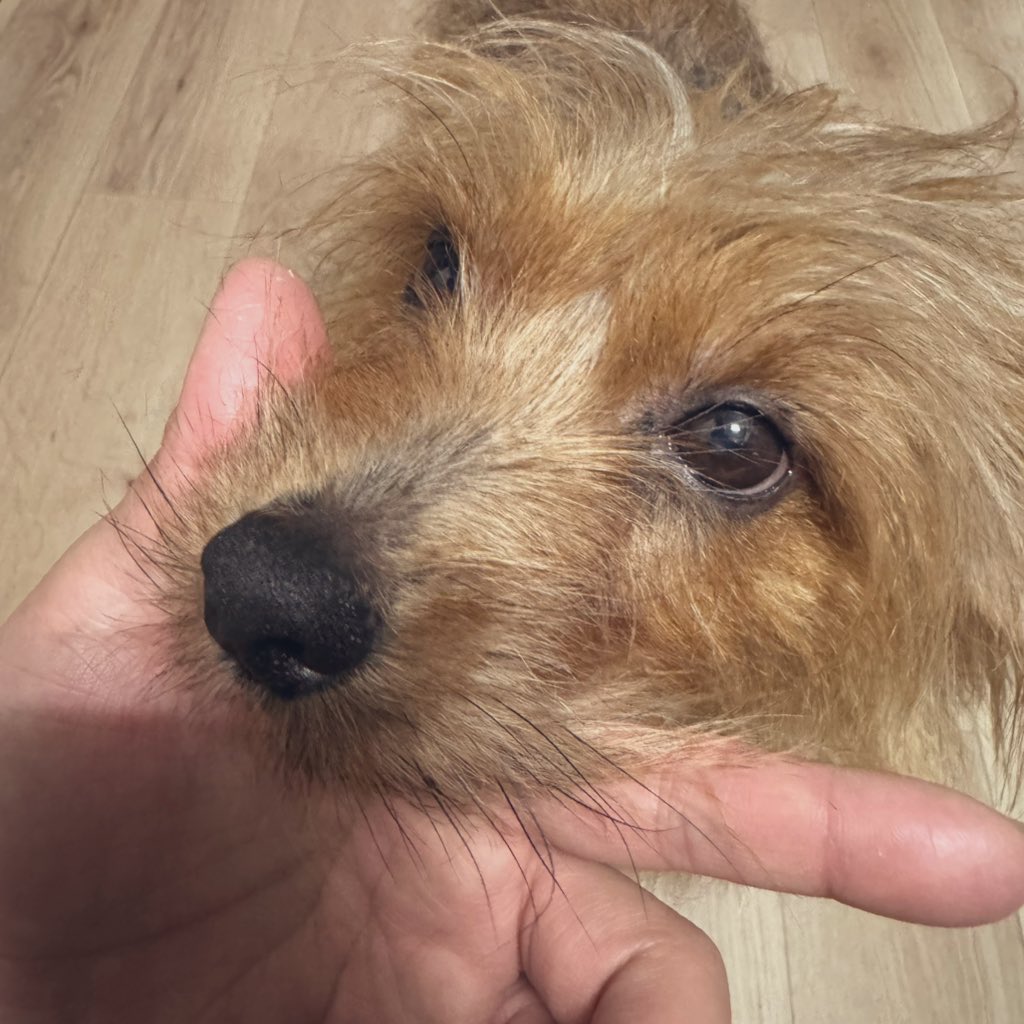 β ◢ ◤ (@tkw_dm57) on Twitter photo 