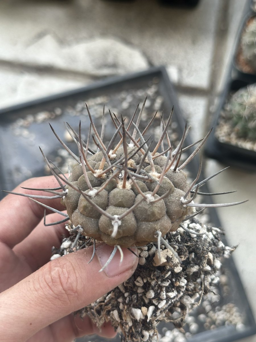 cv_mutant_'s tweet photo. 🌵
#cactus https://t.co/rn0OqvuikP