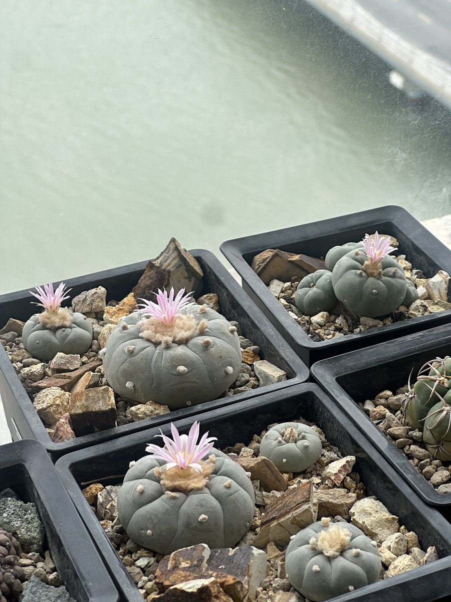 cv_mutant_'s tweet photo. 🌵
#cactus https://t.co/rn0OqvuikP