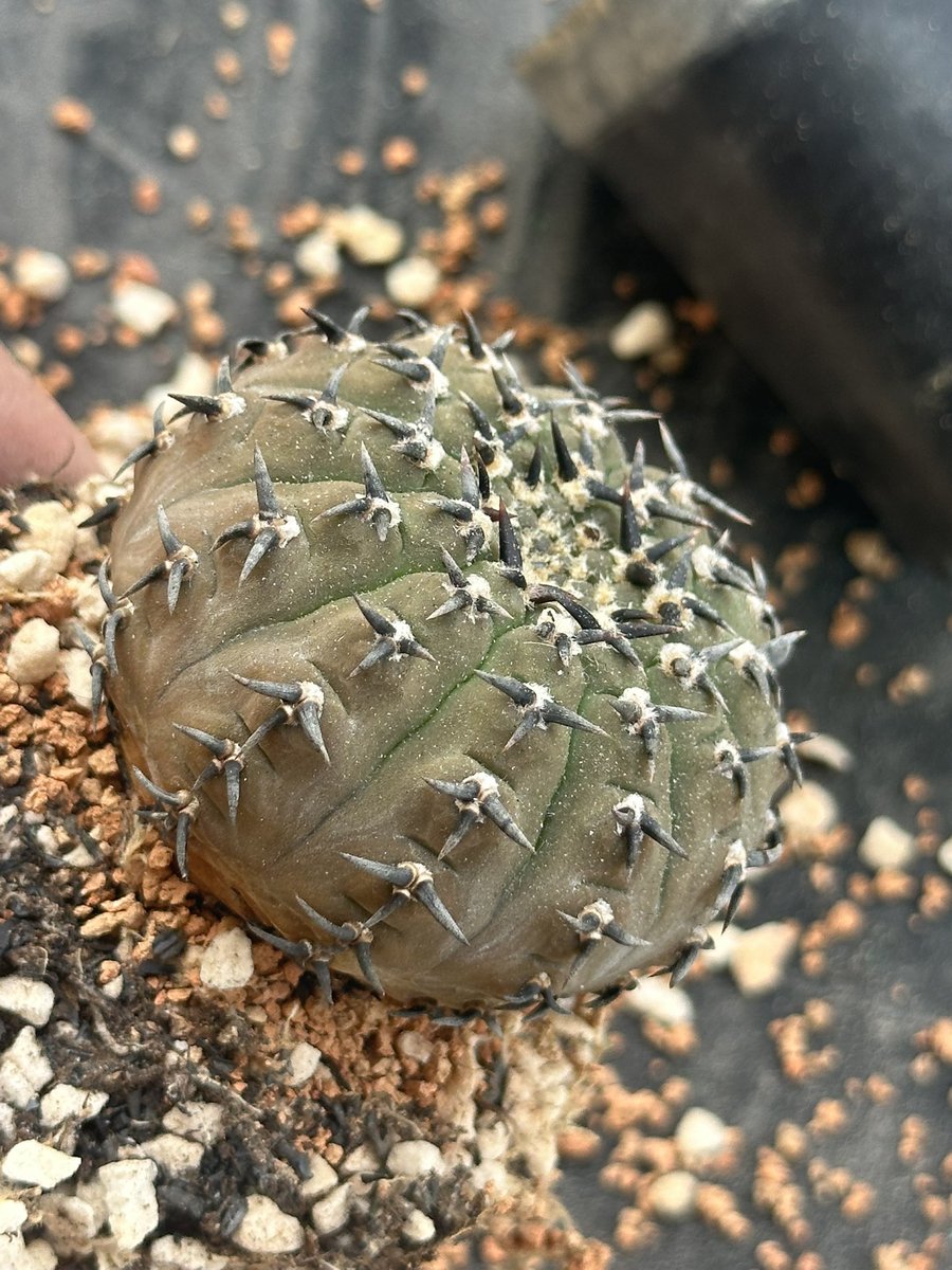 cv_mutant_'s tweet photo. 🌵
#cactus https://t.co/rn0OqvuikP
