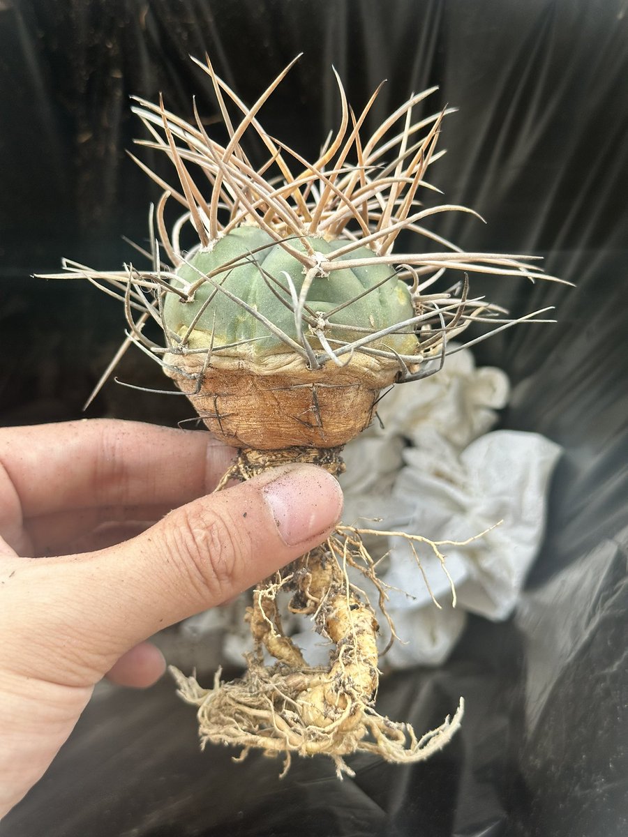 cv_mutant_'s tweet photo. 🌵
#cactus https://t.co/rn0OqvuikP