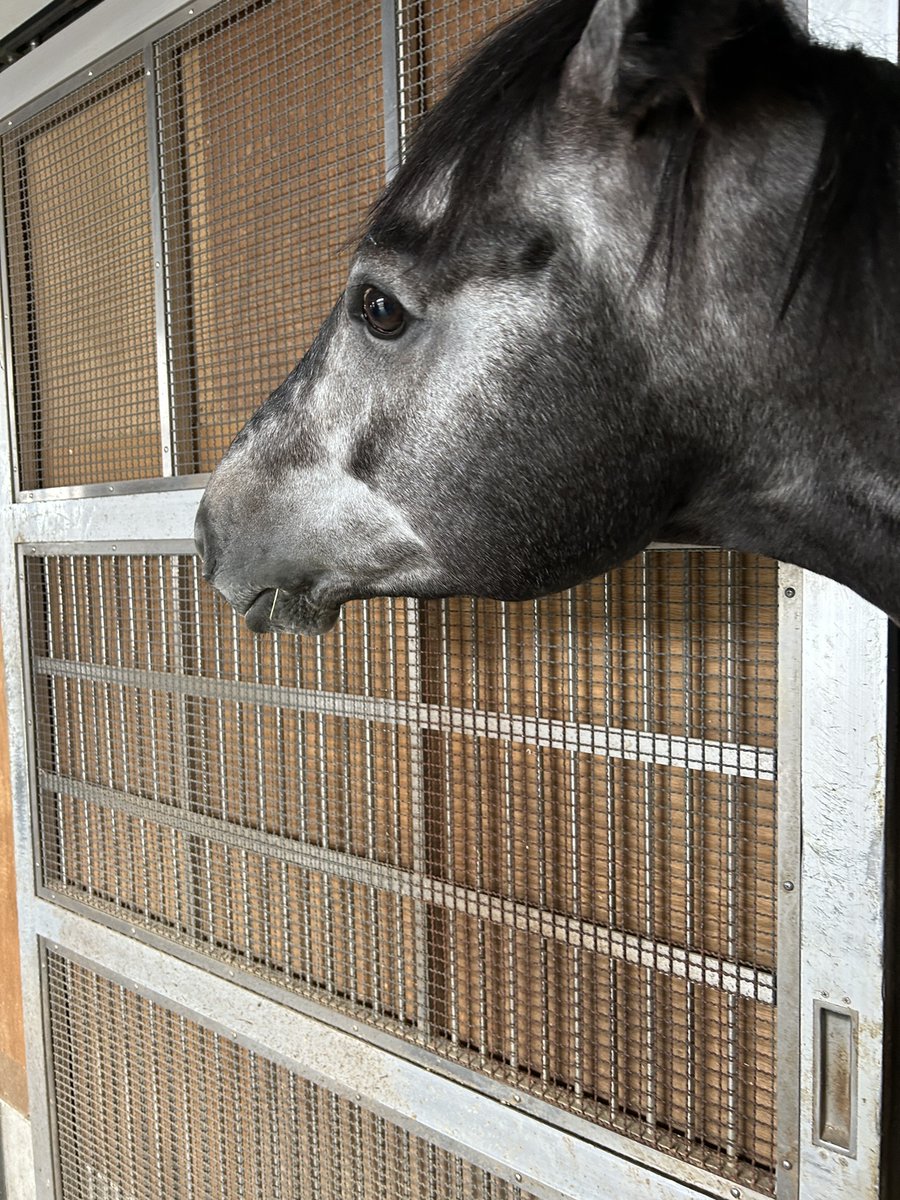 さすがミニトランザットさん！
３勝クラス突破！！
#杉山佳明厩舎
#芦毛さん
#マイラー
#イフェイオンの弟