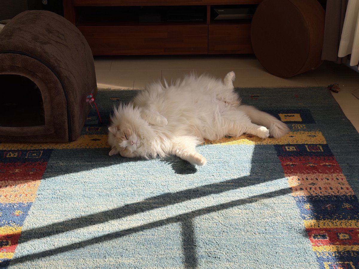 るいにゃ (@ruinya27) / Posts / X