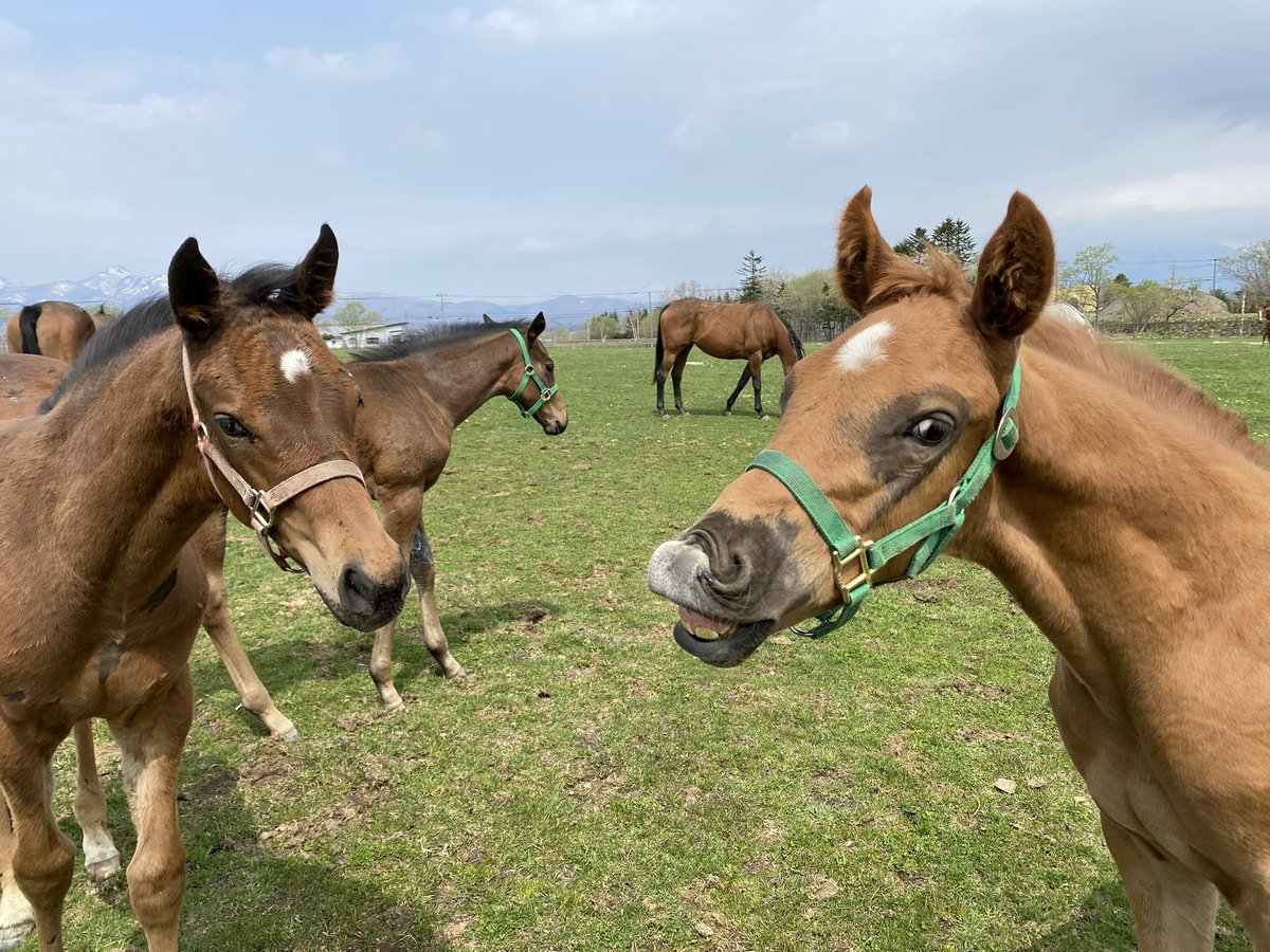 LakeVillaFarm tweet media