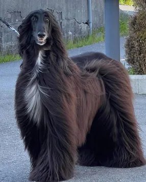 Knutshøe tweet media