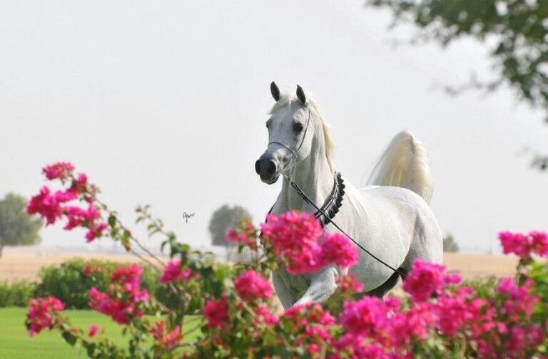 #صباح_الخير_والسعاده_للجميع