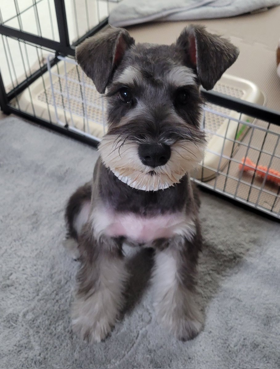 Aya.🍏5/4ゼンジン🏟️ tweet media