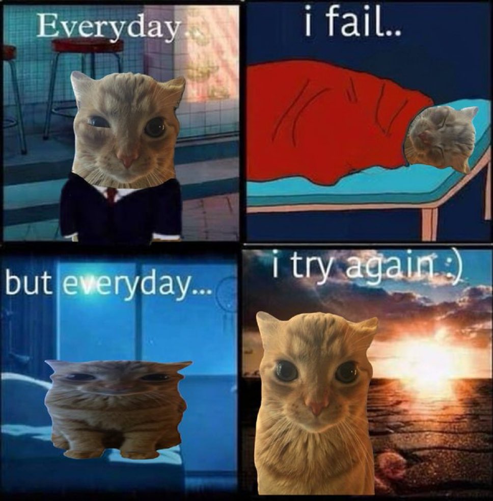 LiterallyMeCats (@literallymecats) on Twitter photo 