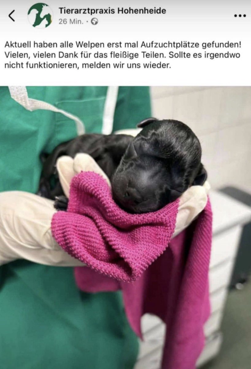 WaldfeeJana's tweet image. Alle Welpen sind untergebracht!