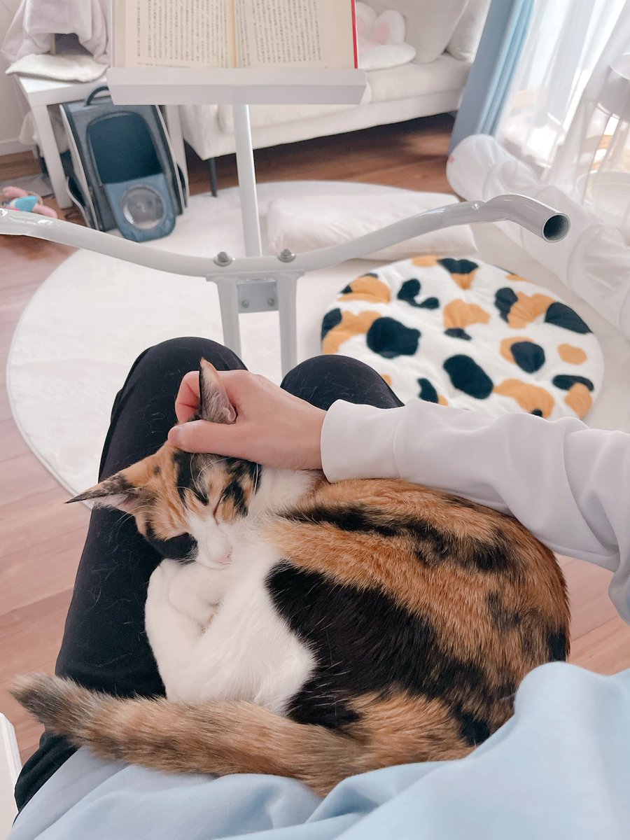 ゆみネコ様 みなみと猫たち (@GUuNEMU_PACHI) on X