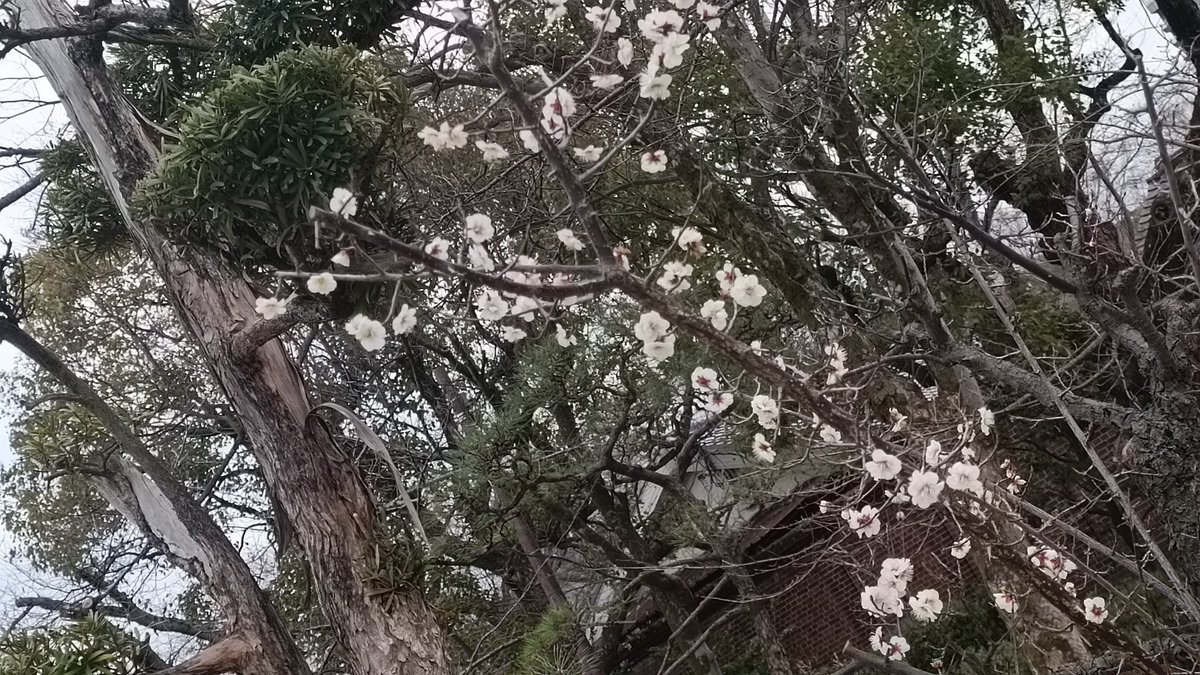 大阪城公園では梅の花が咲き始めていました
遠くから春の足音が聞こえてきています！