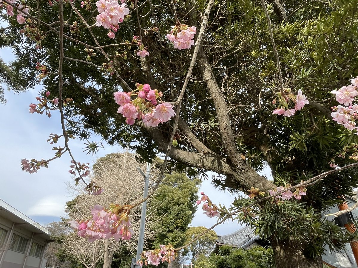 桜🌸咲いてます。