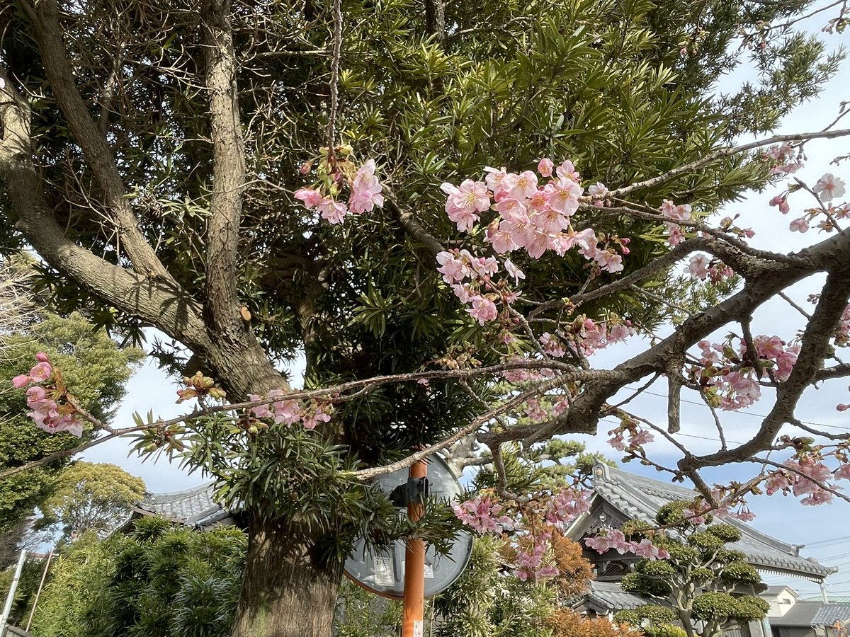 桜🌸咲いてます。