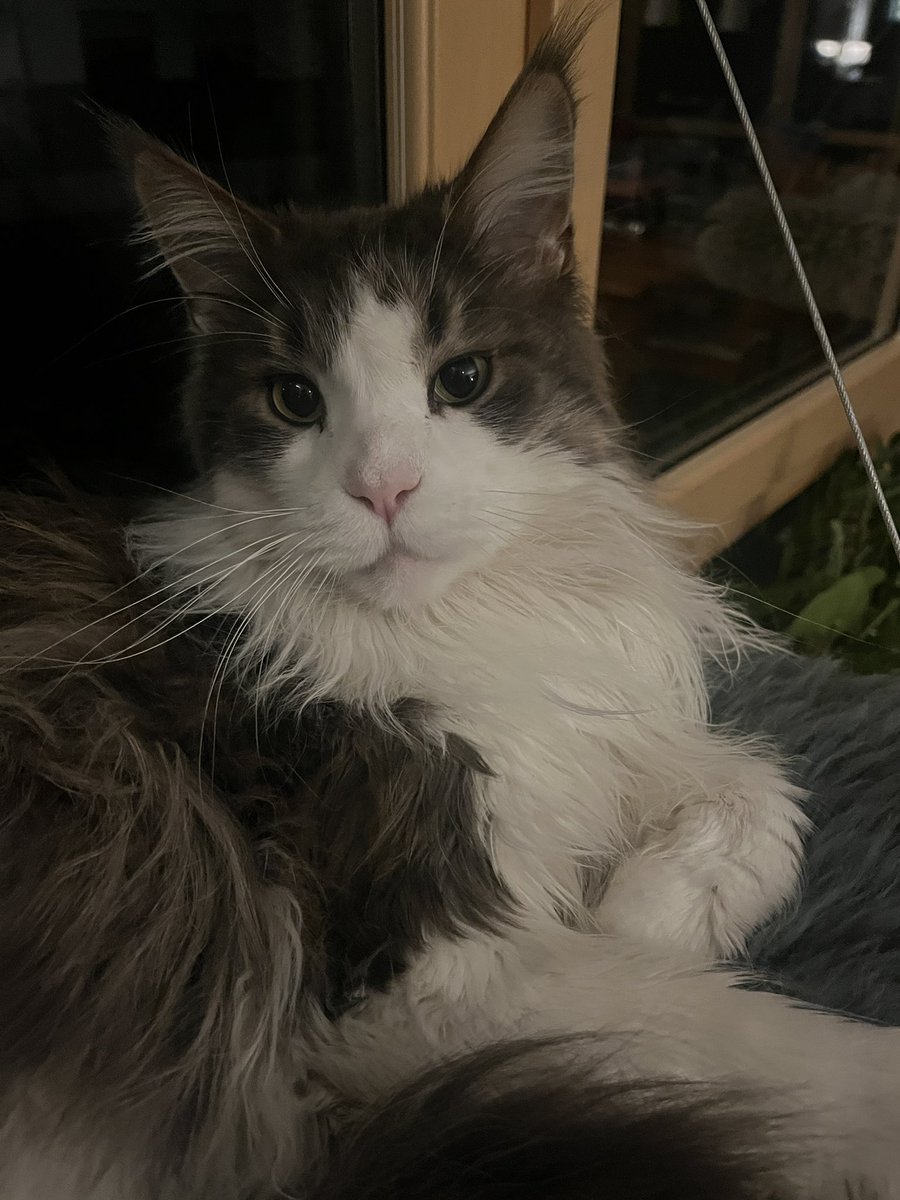 coding_jay's tweet image. Guten Morgen!