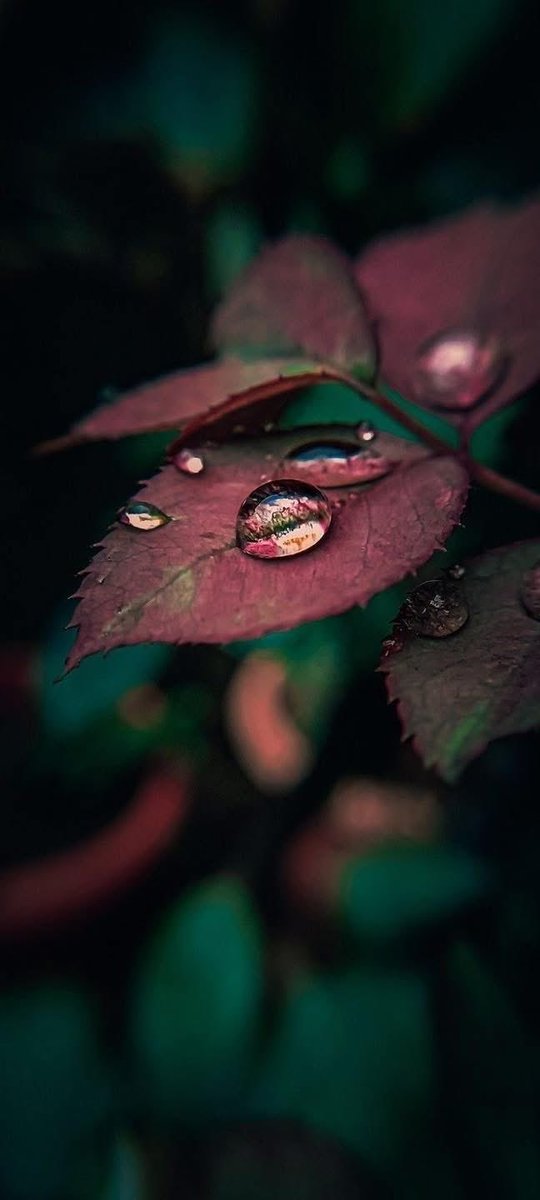 Günaydın hayırlı sabahlar hayırlı günler olsun 🤗☕️🍁🍁🍁
