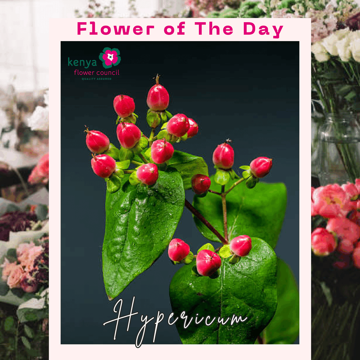 kenyaflower's tweet image. Those little berries stealing the spotlight? Meet Hypericum. Florists love them for glossy texture + bold color. Grown in Kenya, lasting 10–21 days, and said to bring protection &amp;amp; cheer.

#KnowYourFlowers #Hypericum #BeyondTheBouquet #SustainablyGrown #Valentines