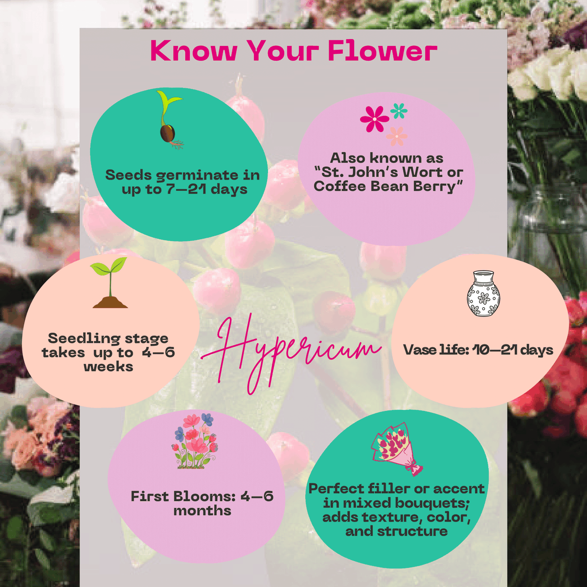 kenyaflower's tweet image. Those little berries stealing the spotlight? Meet Hypericum. Florists love them for glossy texture + bold color. Grown in Kenya, lasting 10–21 days, and said to bring protection &amp;amp; cheer.

#KnowYourFlowers #Hypericum #BeyondTheBouquet #SustainablyGrown #Valentines
