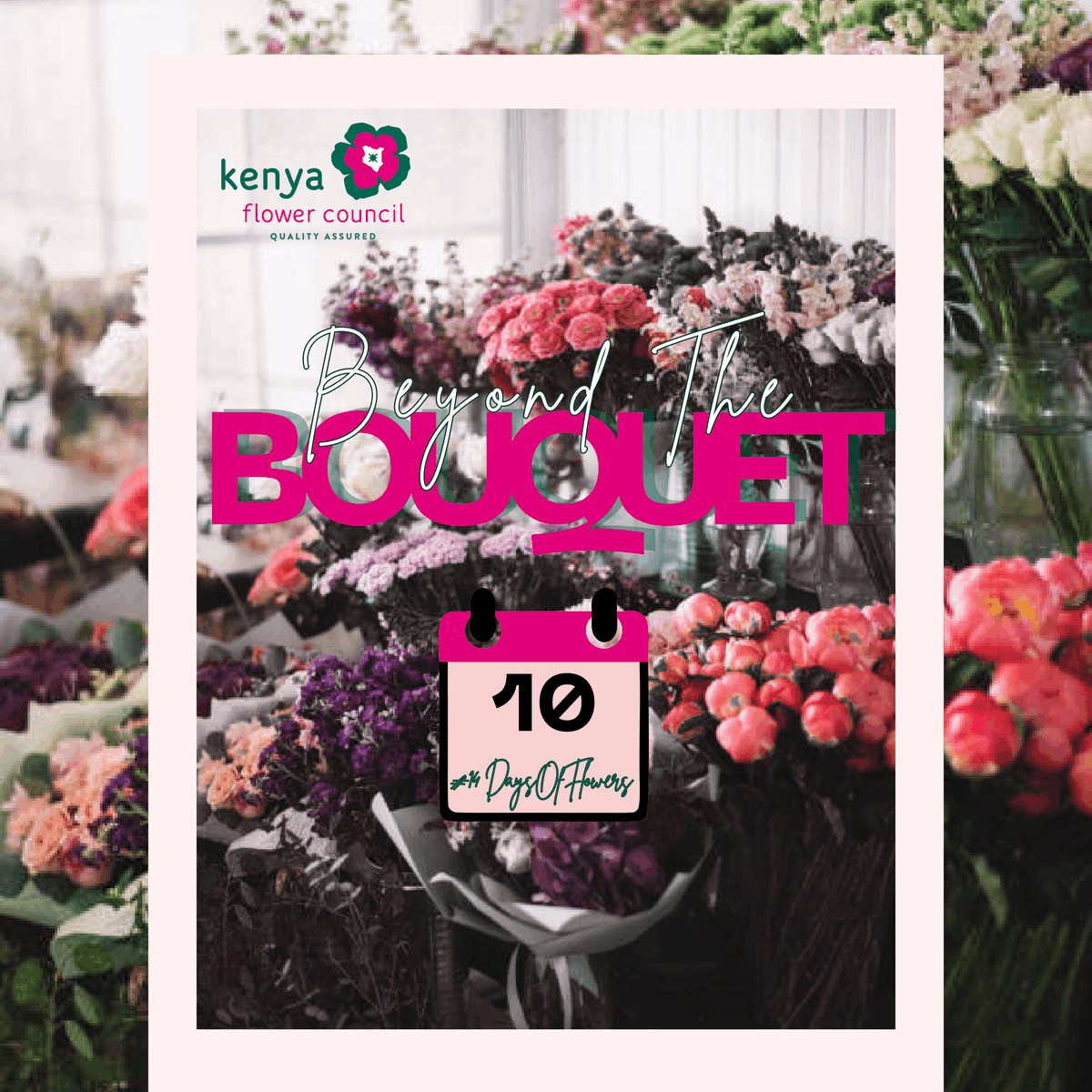 kenyaflower's tweet image. Those little berries stealing the spotlight? Meet Hypericum. Florists love them for glossy texture + bold color. Grown in Kenya, lasting 10–21 days, and said to bring protection &amp;amp; cheer.

#KnowYourFlowers #Hypericum #BeyondTheBouquet #SustainablyGrown #Valentines