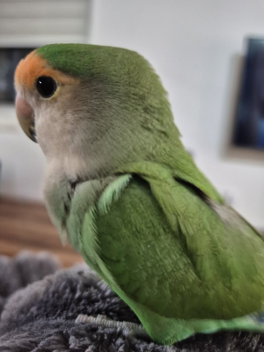 りもヘッドがまっ平過ぎて笑ってしまった🤣